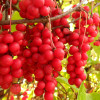 Schisandra Chinessis P.E.Schisandra Chinessis extract