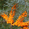 Sea buckthorn berry P.E.Sea buckthorn berry extract