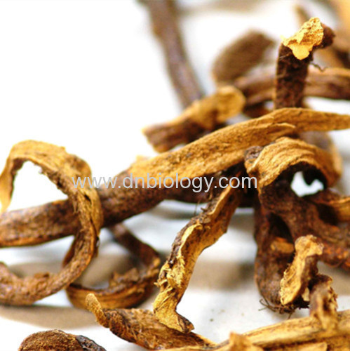 Rhizoma Drynariae P.E.Rhizoma Drynariae extract Rhizoma Drynariae plant extract