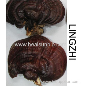 ORGANIC LINGZHI GANODERMA LUCIDUM/REISHI SERIES PRODUCTS