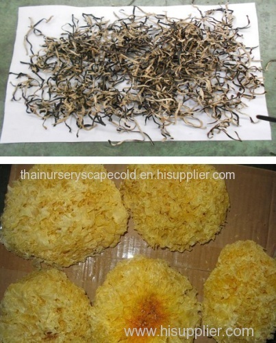 100% Natural Edible Fungus