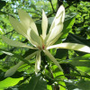 Magnolia officinalis P.E. Magnolia officinalis plant extract