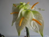 colorful callas bouquet Decorative Flowers