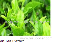 Wholesale Green Tea Extract