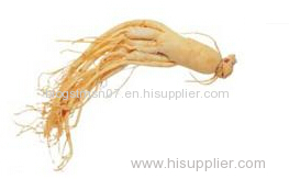 Wholesale high quality Ginseng powder