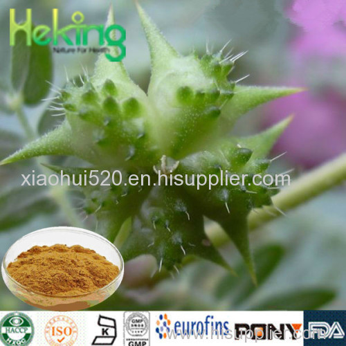 Hight quality 100% natural Tribulus Terrestris Extract