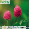 Hight quality 100% natural Red Clover Extract