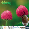 Hight quality 100% natural Milk Thistle P.E.