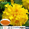 Hight quality 100% natural Marigold extract