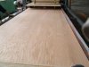 China plywood and film faced plywood trading company