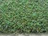 Durable Backyard Golf Putting Greens Artificial Grass For Sports , Outdoor Turf Grass