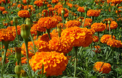 Marigold Extract / Active ingredient:lutein