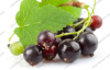 Black currant anthocyanin / Specification: UV: 5%-25%; HPLC: 20%-60%
