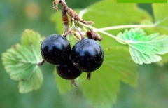 Bird cherry anthocyanin / Specification: 5%---25%