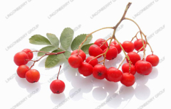 Chokeberry Juice Powder / Latin Name: Sorbus pohuashanensis