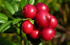 Lingonberry Juice Powder / Latin Name: Vaccinium vitis-idaea L.