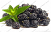 Blackberry juice powder / Latin Name: Rubus fruticosus L.