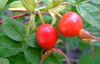 Rosehip juice powder / Latin Name: Rosa davurica Pall.