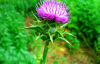 Milk thistle Extract / Latin Name: Silybum marianum.L