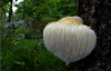 Hericium erinaceus extract / Latin Name: Hericium erinaceus