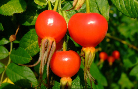 Rose Hip extract / Latin Name: Rosa davurica Pall