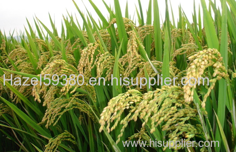 Rice protein - plant extract