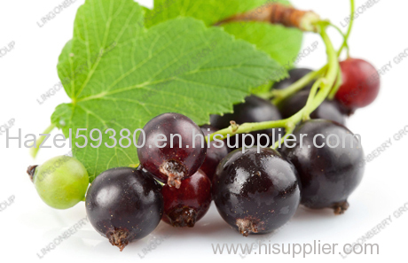 Black currant anthocyanin- plant extract