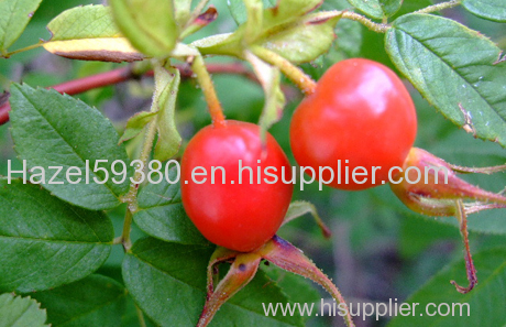 Rosehip juice powder-fruit powder