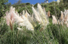 Wild reed extract-plant extract