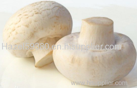 Wild white mushroom extract
