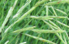Oat Extract- plant extract