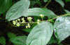 Common Threewingnut Root Extract