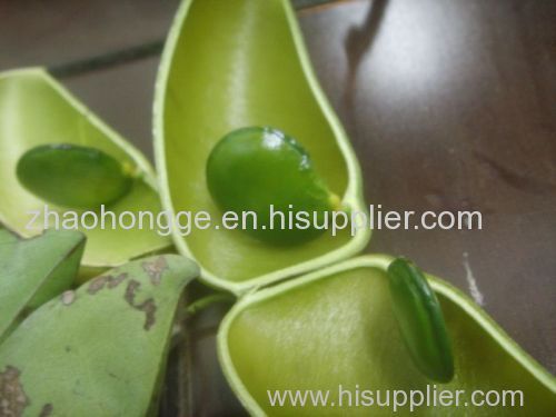 5-HTP 5-HTP 99% (Latin name: Griffonia simplicifolia)