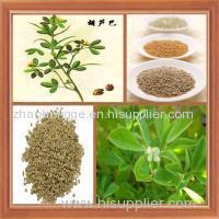 Common Fenugreek Seed Extract Common Fenugreek Seed Extract Common Fenugreek Seed Extract Common Fenugreek Seed Extra