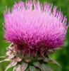 Milk thistle extract Milk thistle extract Milk thistle extract Milk thistle extract Milk thistle extractMilk thistle e