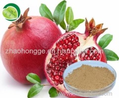 Pomegranate Extract Pomegranate Extract Pomegranate Extract Pomegranate Extract Pomegranate Extract Pomegranate