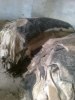 Grade A wet and dry Salted Donkey Cattle Reptile Hides Skin