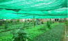 Hdpe Raschel Knitted Agriculture Shade Windbreak Netting