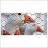 Iron Hexagon Wire Mesh For Raising Animals / Wire Mesh Fence Panels
