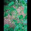 Garden Metal Spiral Tomato Stakes , Iron Agricultural Plant Stakes