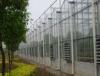 single film / inflation film / glass Commercial Venlo greenhouse , 9600mm span