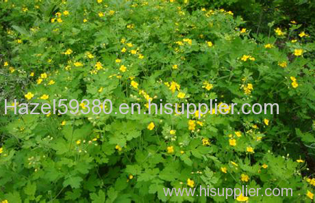 Greater Calandine Herb Extract