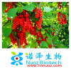 100% Natural Fructus Schisandra Chinensis P.E. Powder for health care