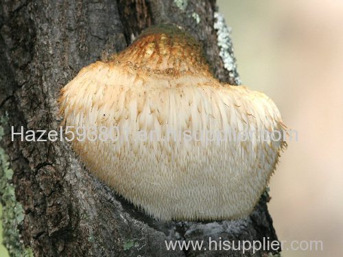 Hericium erinaceus powder- factory supply