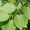 Clove leaf oil- factory supply