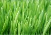 barley grass powder-factory supply kinds of fruit & vegetable powder