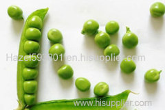Pea Polypeptide factory supply