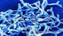 Bifidobacterium Infantis - factory supply