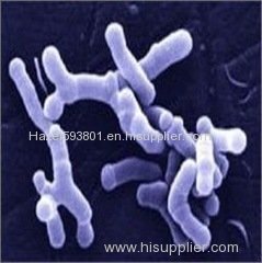 Bifidobacterium breve - factory supply