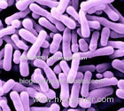 Bifidobacterium lactis - factory supply
